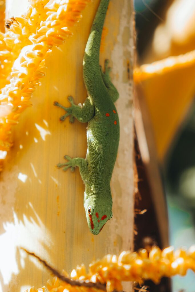 A vibrant Mauritian day gecko (Phelsuma ornata) clings on a tree stalk amidst the lush tropical surroundings.