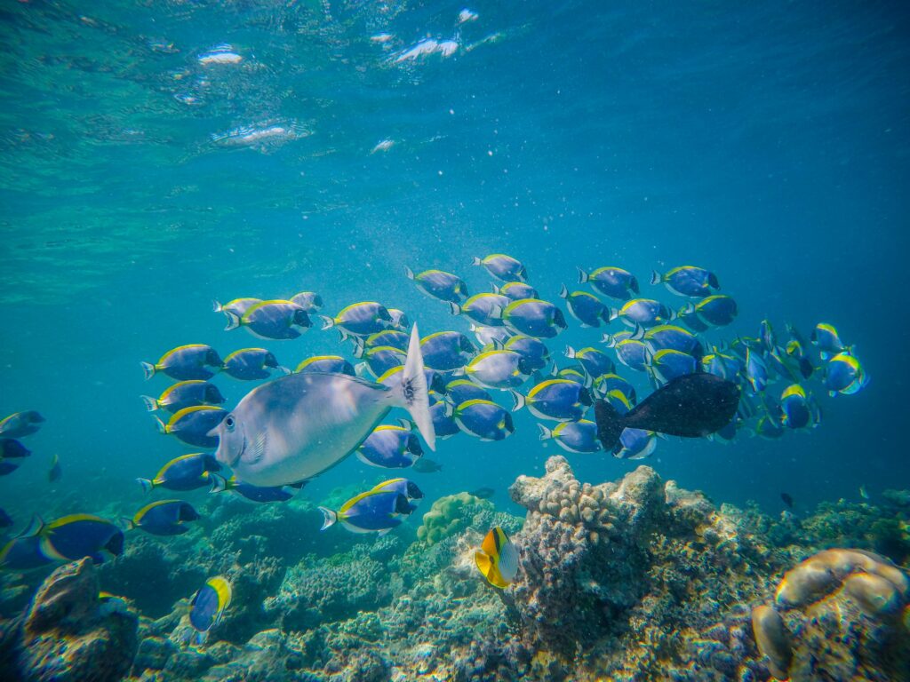 Shoal of bright tropical fish swimming in blue water above reefs in big aquarium